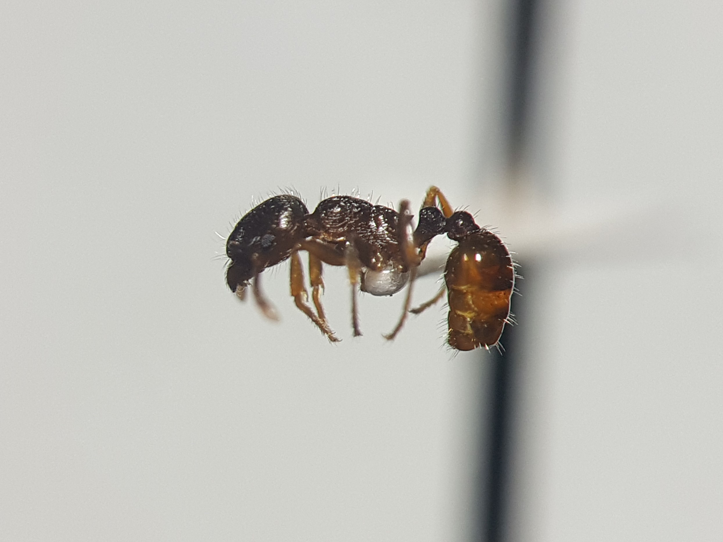 アリの標本作成法