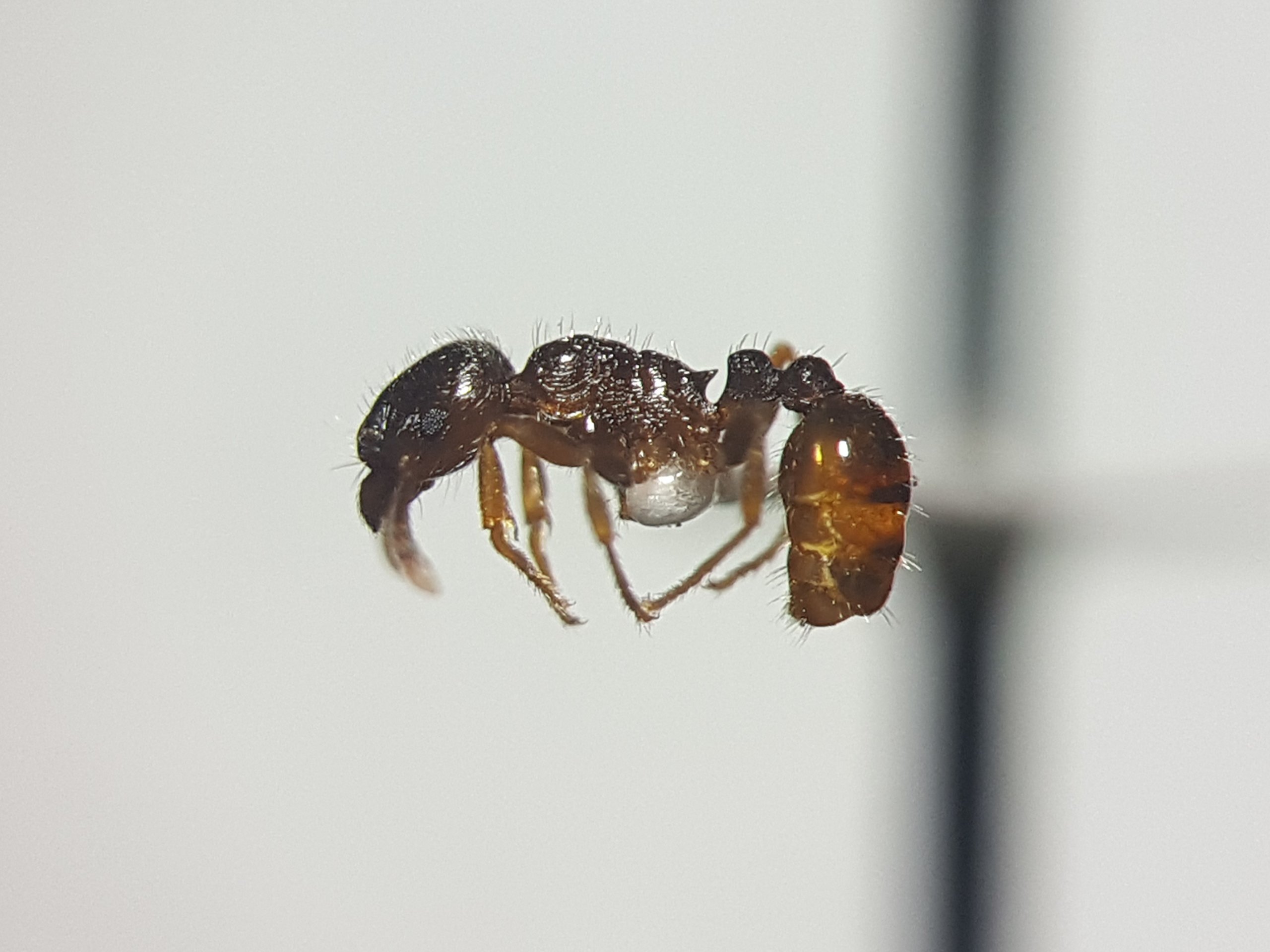 アリの標本作成法