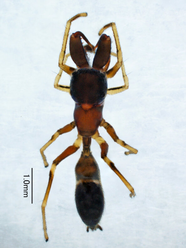 ヤガタアリグモ Myrmarachne elongata（クモ目：ハエトリグモ科）