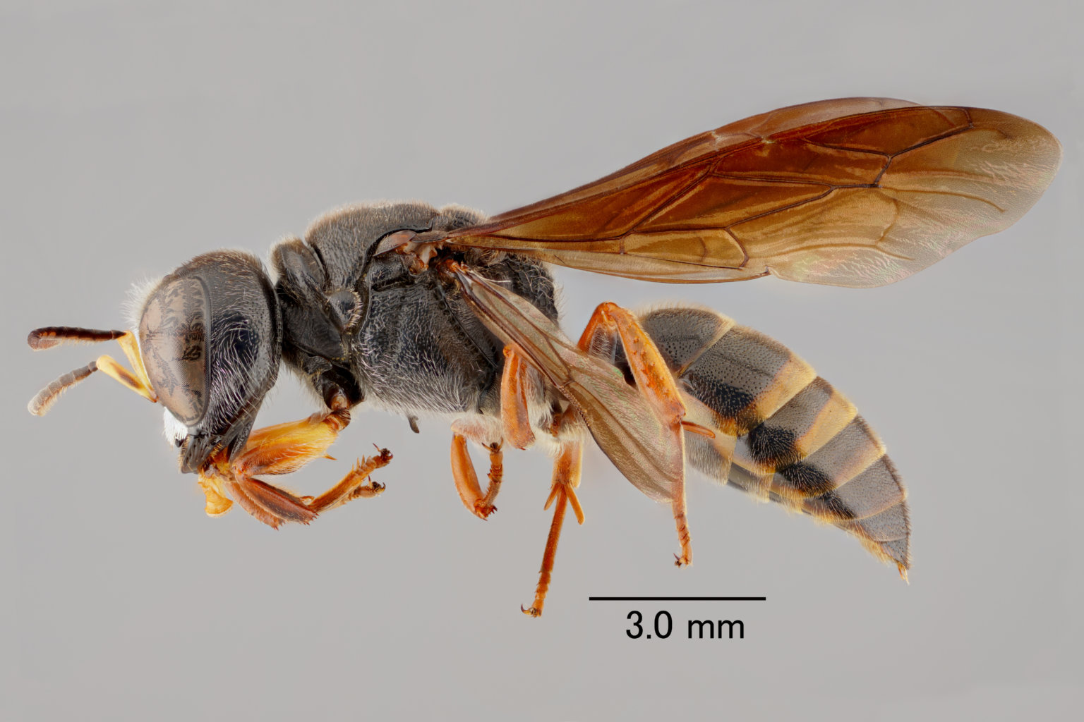 ニトベギングチ Ectemnius nitobei（ハチ目：ギングチバチ科）