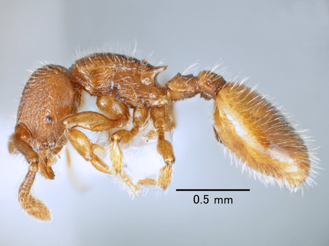 キイロカドフシアリ Myrmecina flava（ハチ目：アリ科）