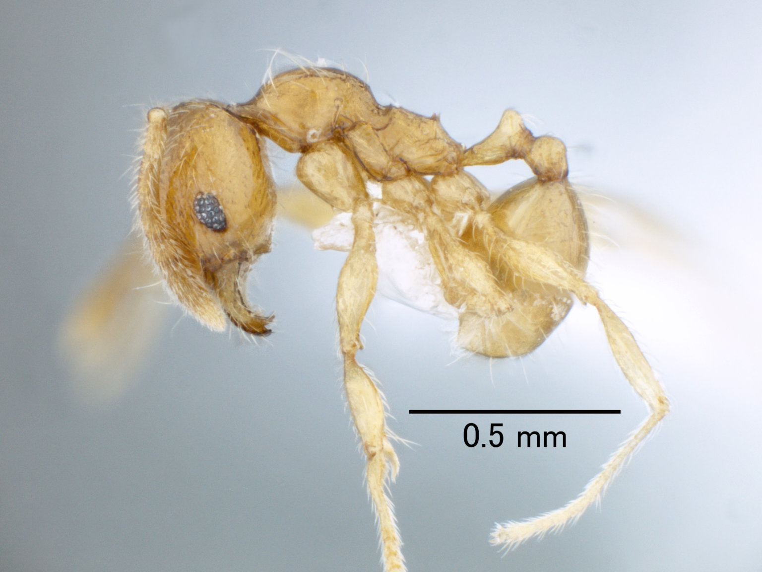 ヒメオオズアリ Pheidole pieli