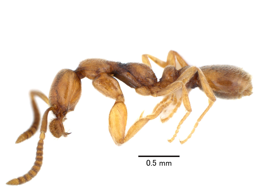 キバジュズフシアリ Protanilla izanagi（ハチ目：アリ科）