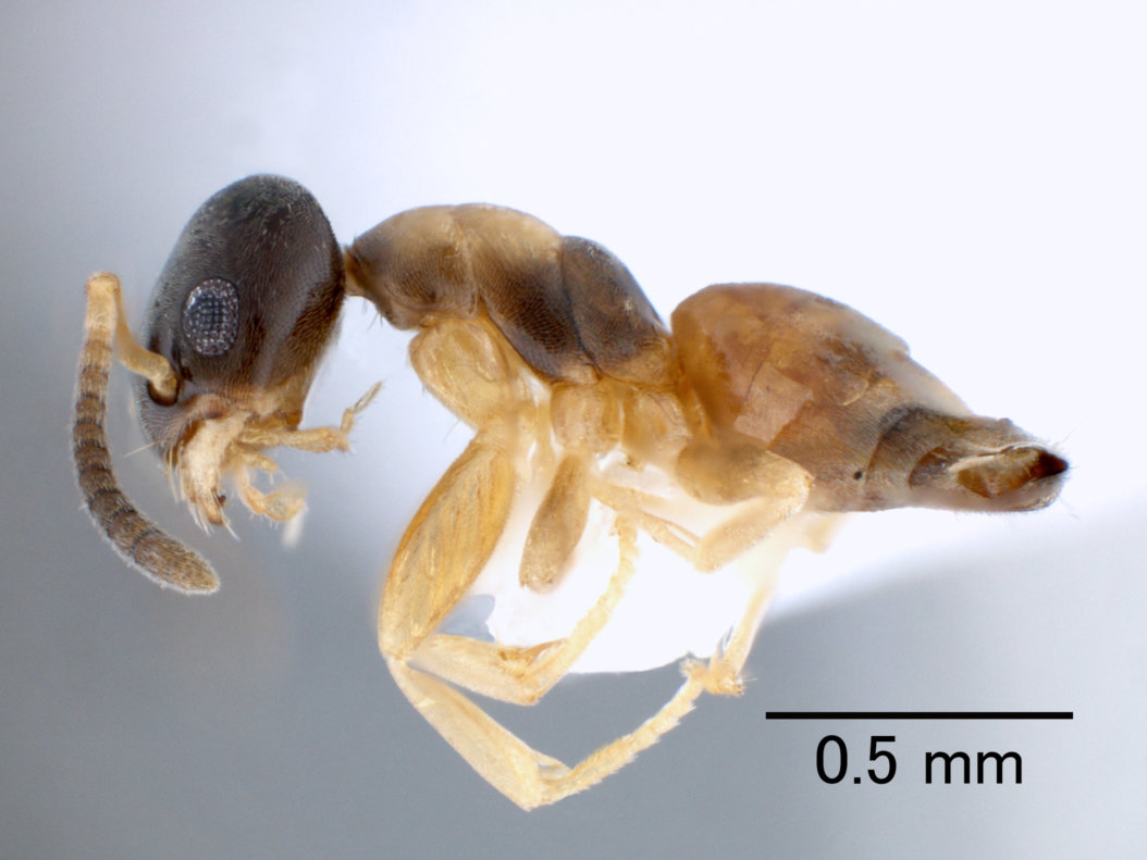 アワテコヌカアリ Tapinoma melanocephalum（ハチ目：アリ科）