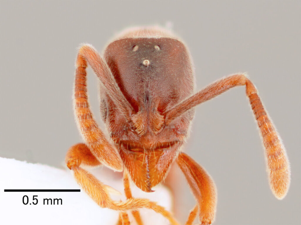 Hypoponera beppin Terayama, 1999 ベッピンニセハリアリ