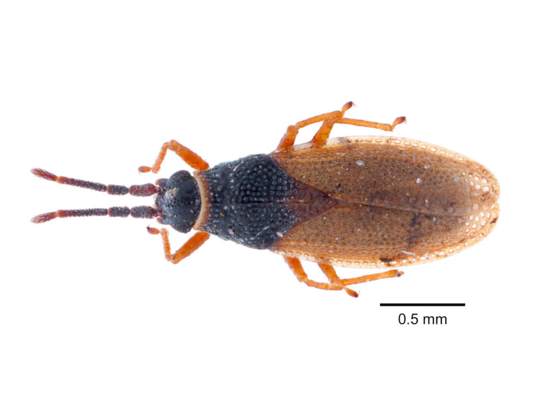 エゾナガグンバイ Agramma japonicum（カメムシ目：グンバイムシ科）