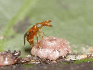 ルビーアカヤドリトビコバチ Anicetus beneficus（ハチ目：トビコバチ科）