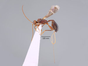 Spathius honshuensis（ハチ目：コマユバチ科）