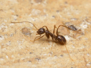 ヒゲナガアメイロアリ Paratrechina longicornis（ハチ目：アリ科）